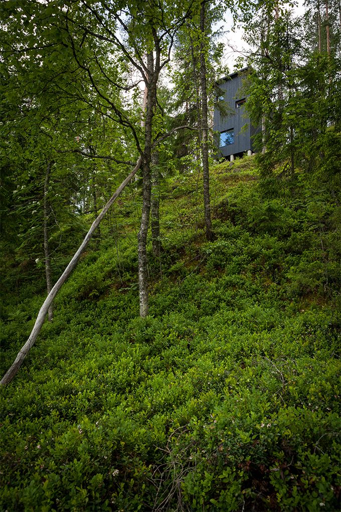 Yksiö metässä#002